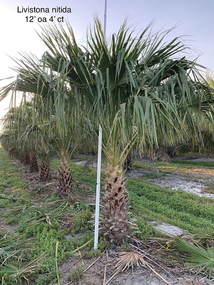 livistona-nitida-carnarvon-fan-palm