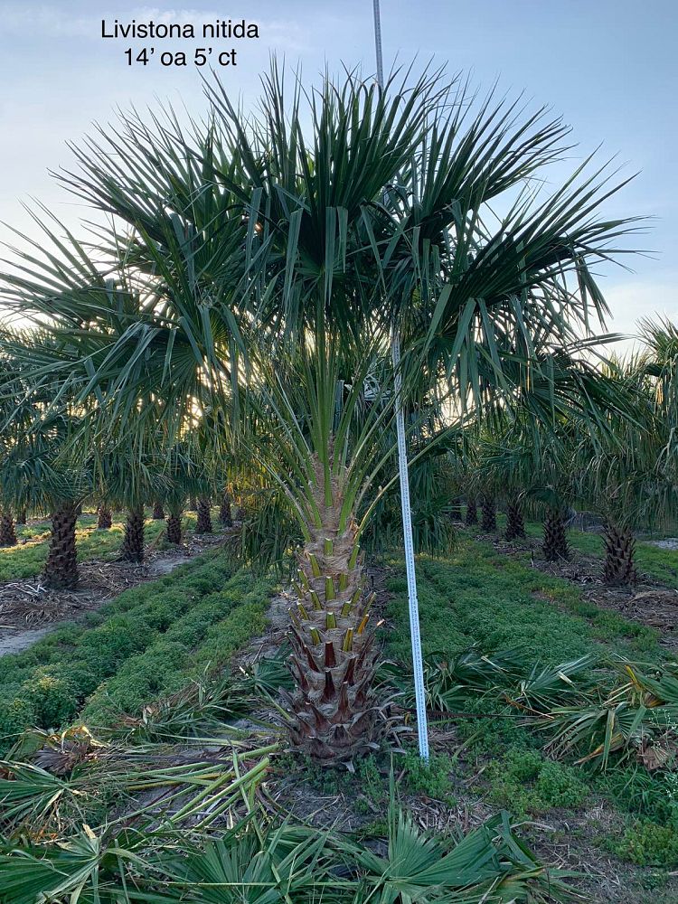 livistona-nitida-carnarvon-fan-palm