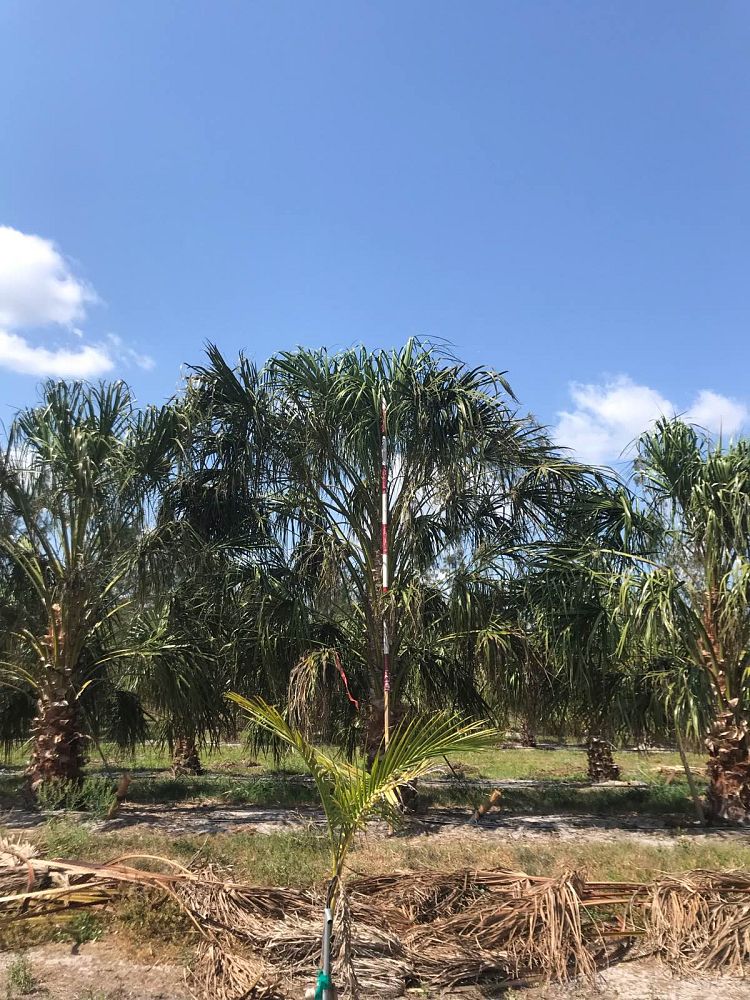 livistona-nitida-carnarvon-fan-palm