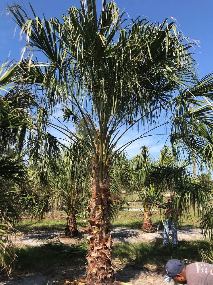 livistona-nitida-carnarvon-fan-palm