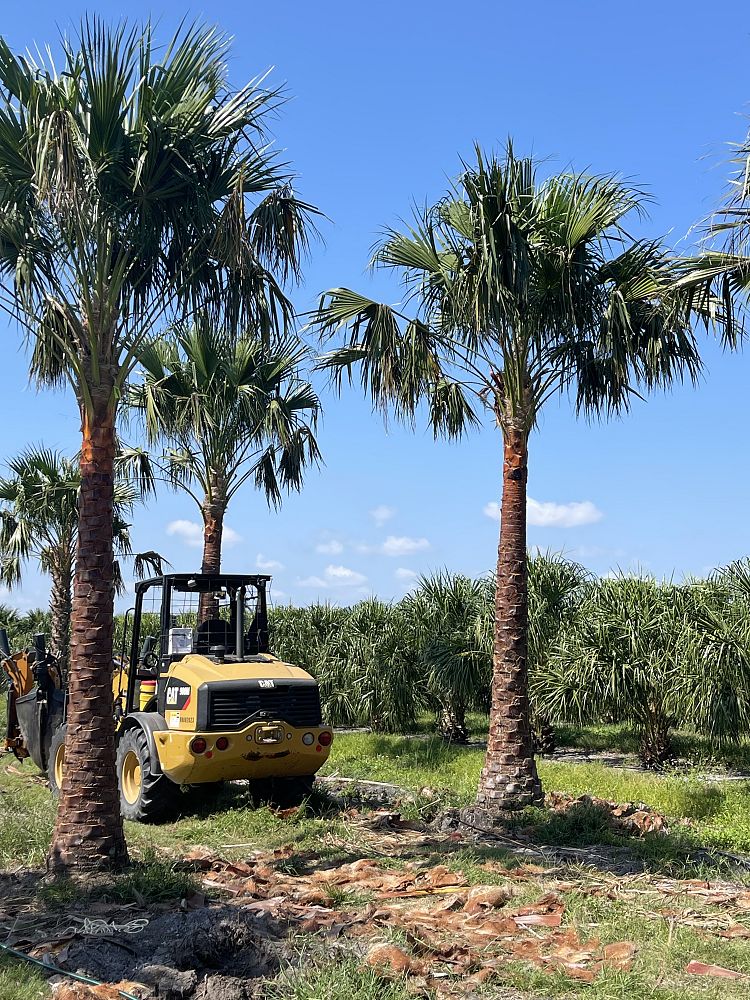 livistona-nitida-carnarvon-fan-palm