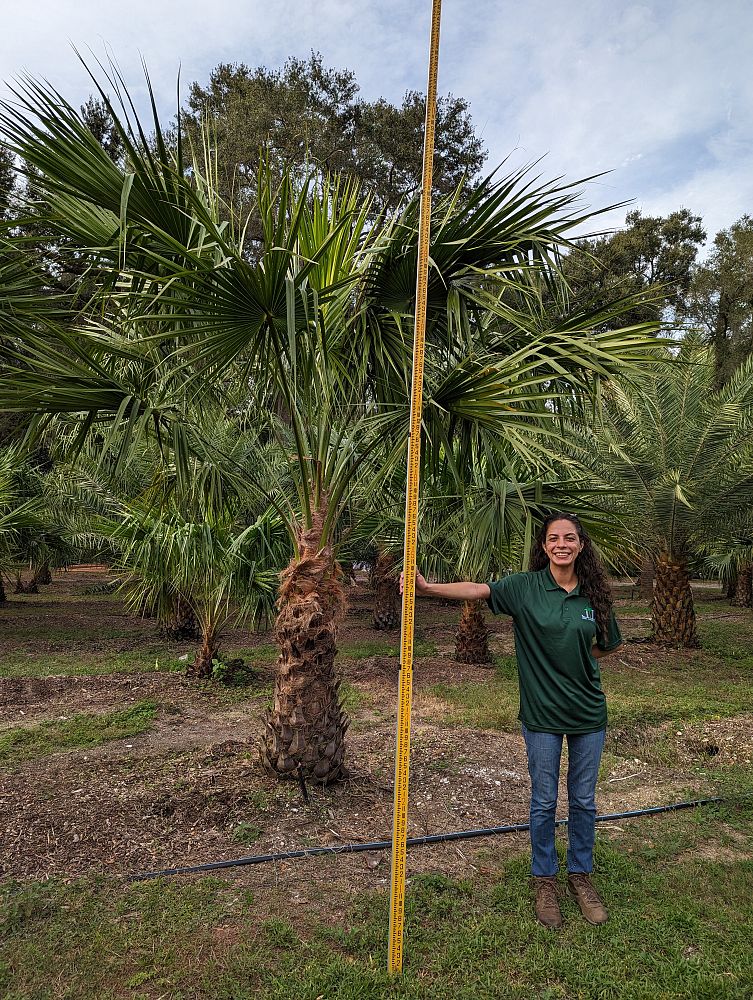 livistona-nitida-carnarvon-fan-palm