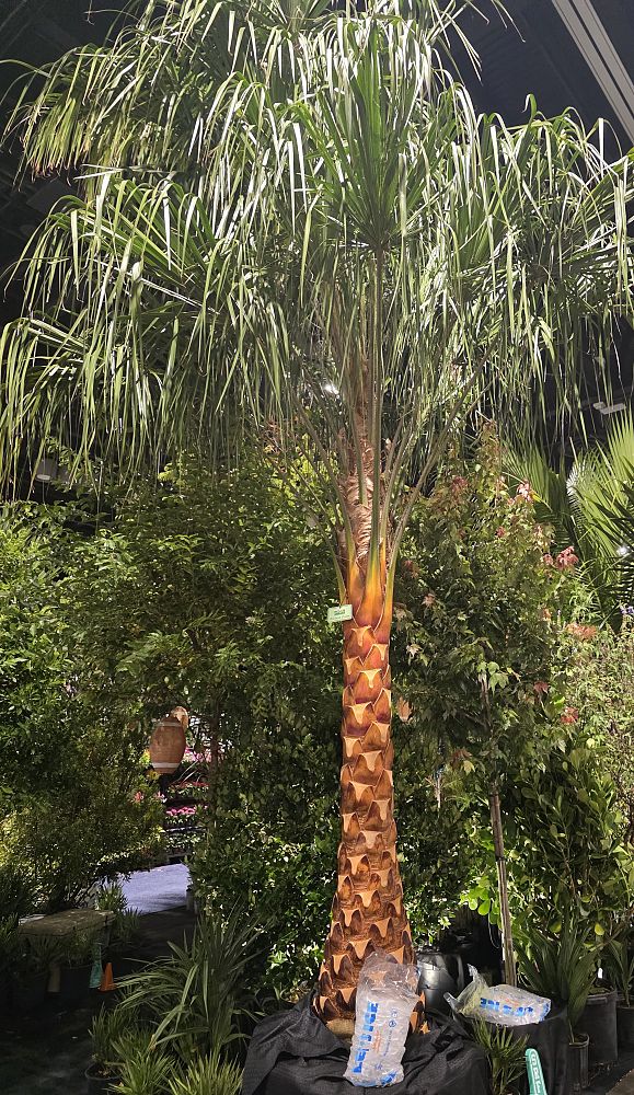 livistona-nitida-carnarvon-fan-palm