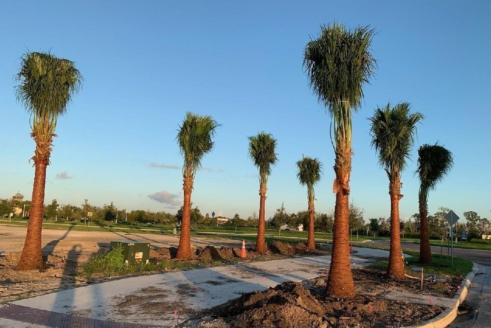 livistona-nitida-carnarvon-fan-palm