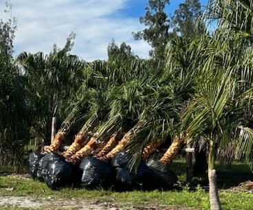 livistona-nitida-carnarvon-fan-palm
