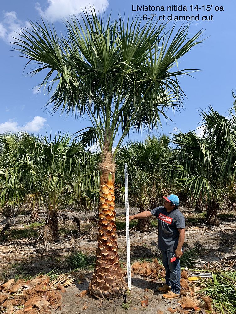 livistona-nitida-carnarvon-fan-palm
