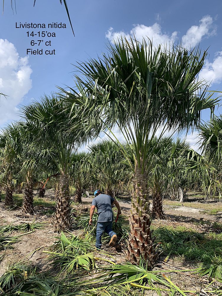 livistona-nitida-carnarvon-fan-palm