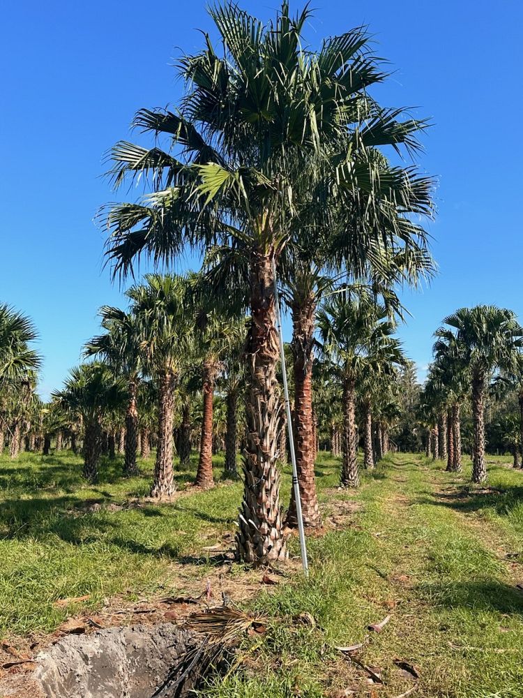 livistona-nitida-carnarvon-fan-palm