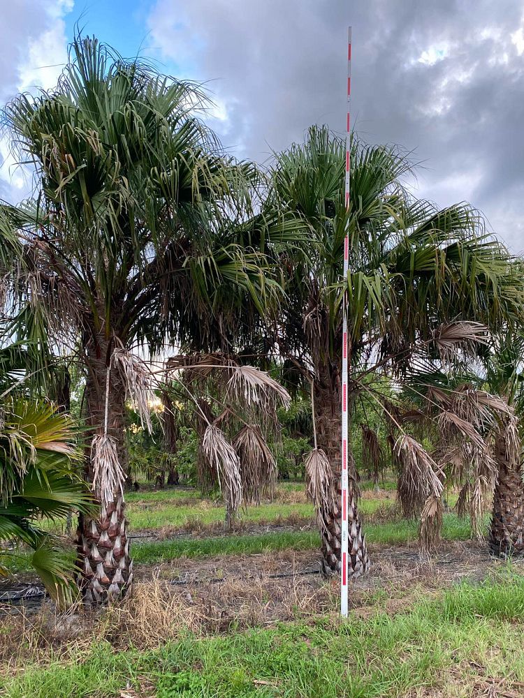 livistona-nitida-carnarvon-fan-palm