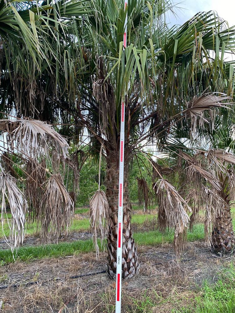 livistona-nitida-carnarvon-fan-palm