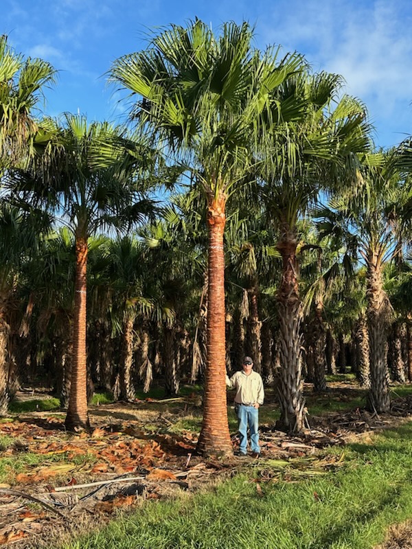 livistona-nitida-carnarvon-fan-palm