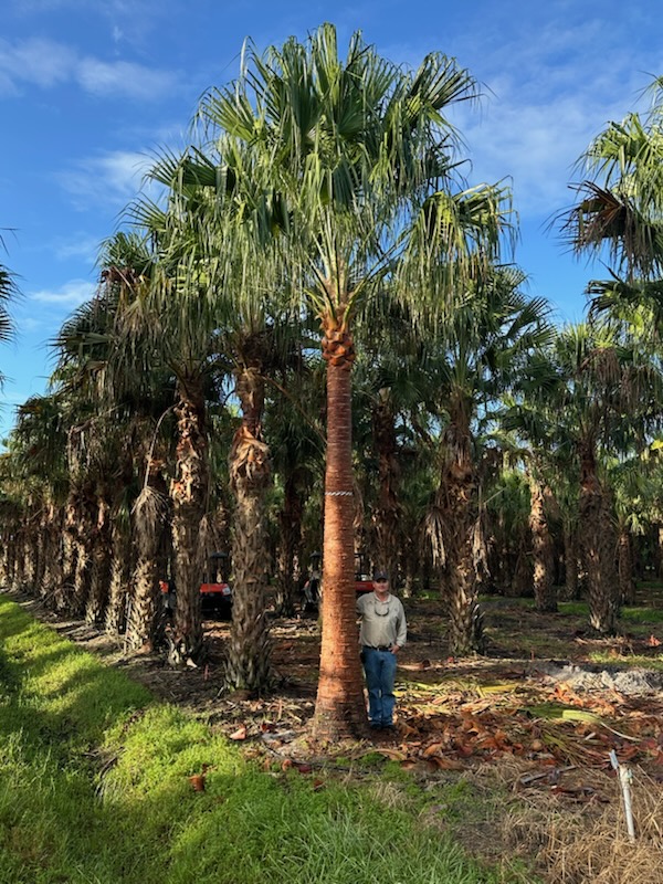 livistona-nitida-carnarvon-fan-palm