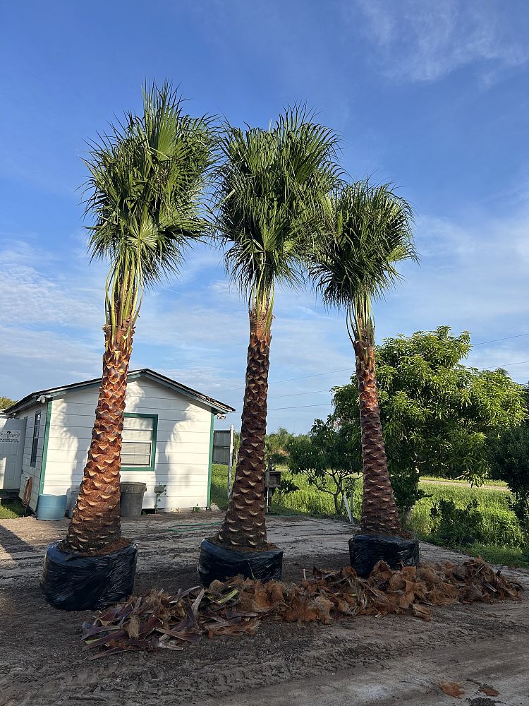 livistona-nitida-carnarvon-fan-palm