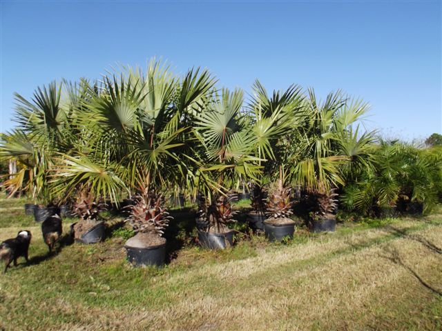 livistona-rigida-mataranka-fan-palm