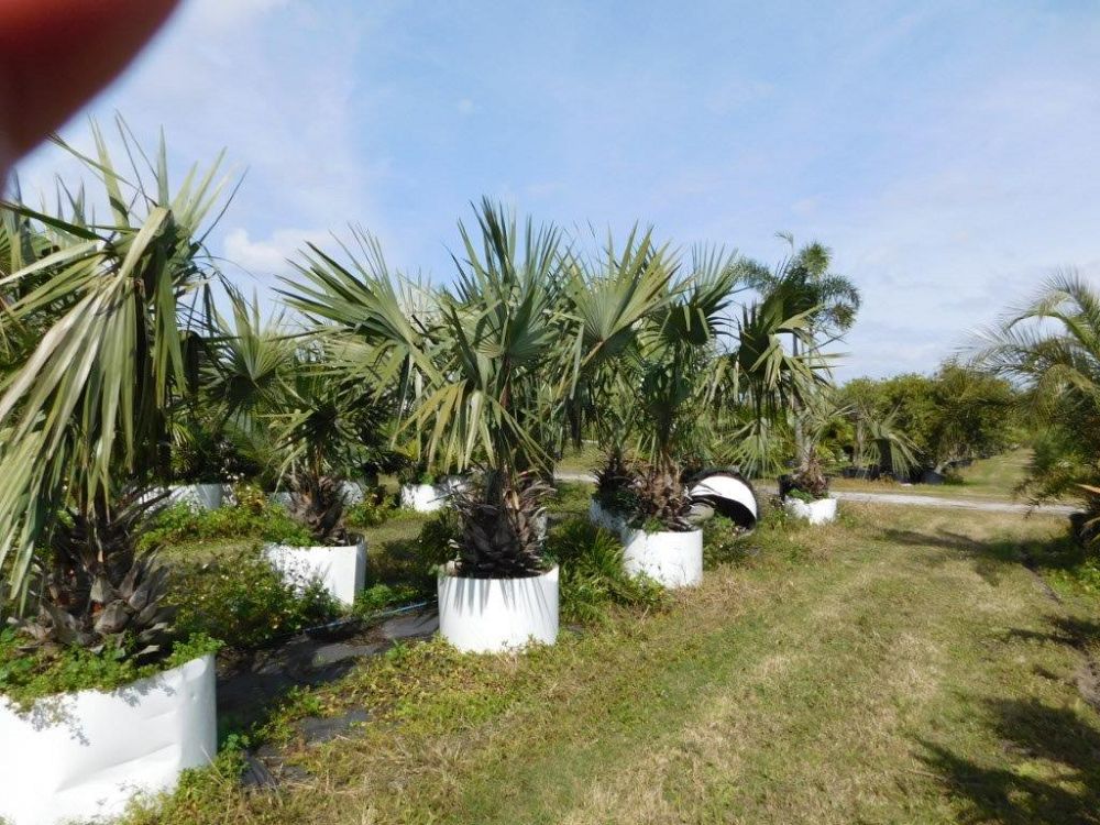 livistona-rigida-mataranka-fan-palm