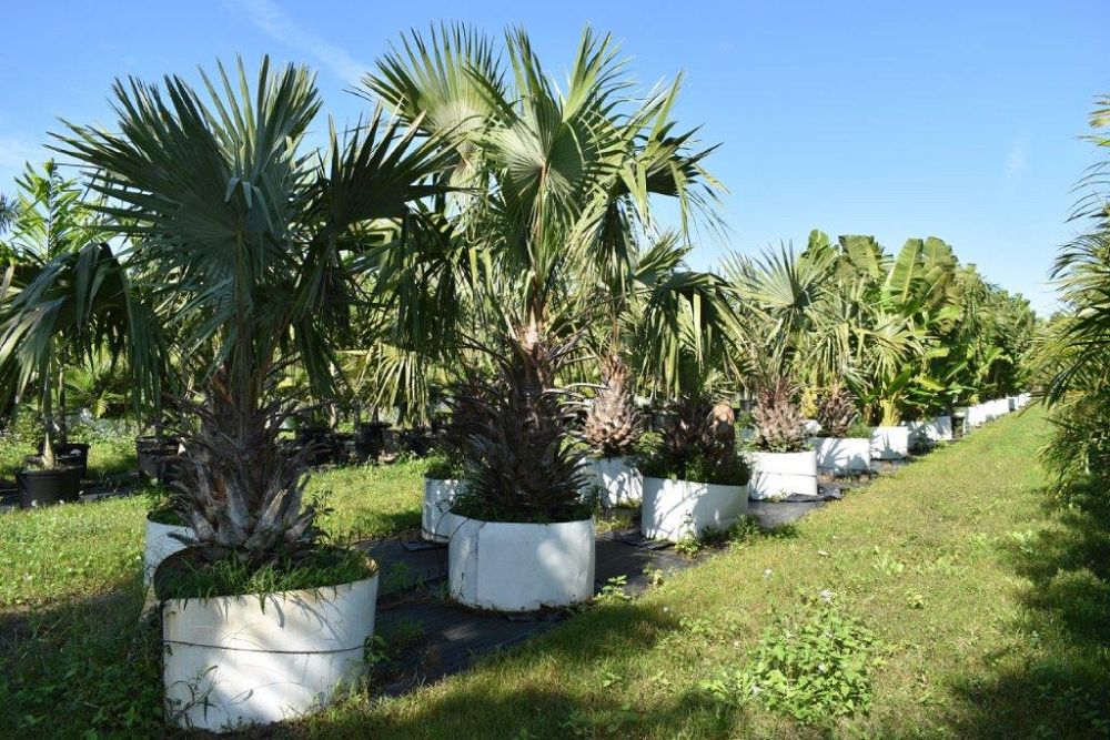 livistona-rigida-mataranka-fan-palm