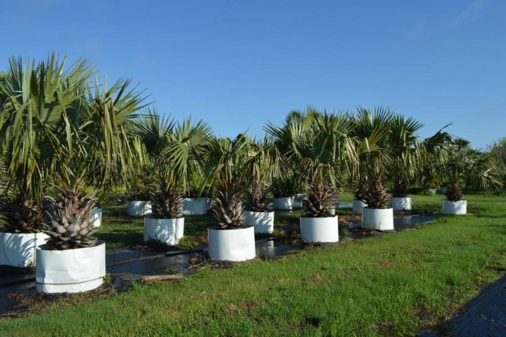 livistona-rigida-mataranka-fan-palm