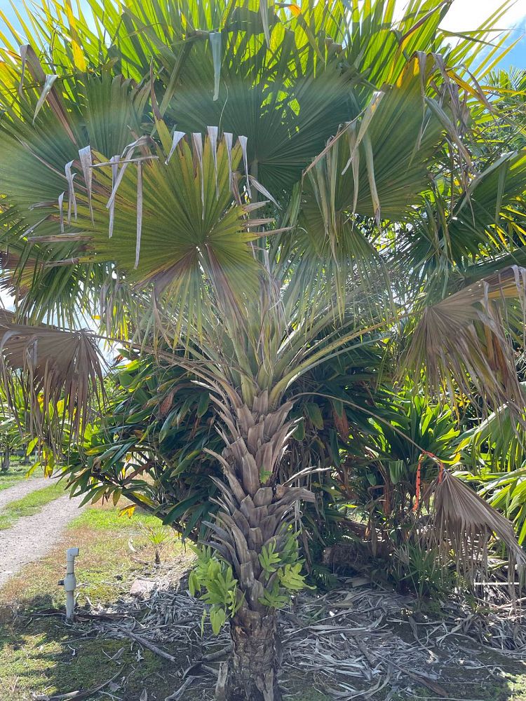 livistona-rigida-mataranka-fan-palm