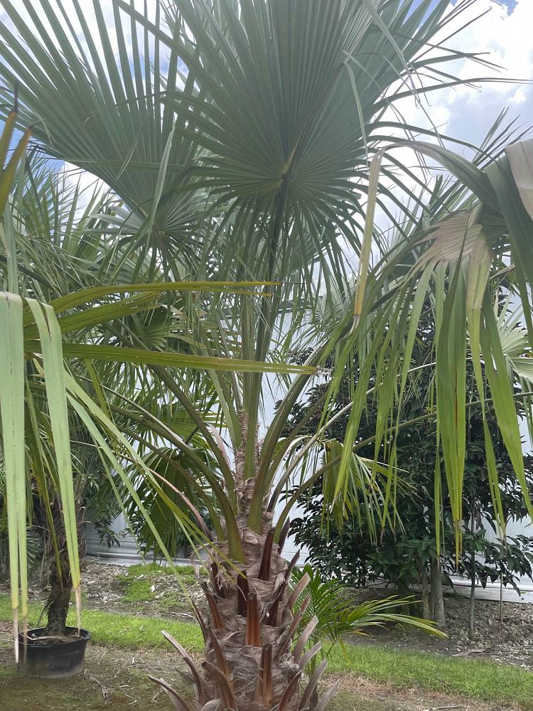 livistona-rigida-mataranka-fan-palm