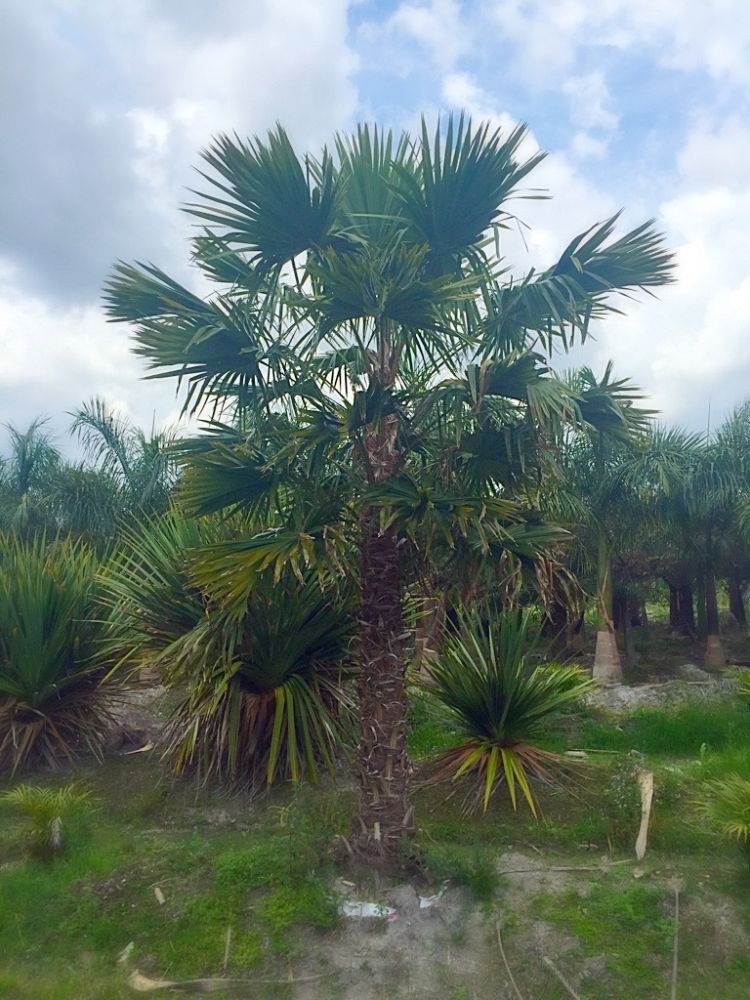 livistona-rotundifolia-roundleaf-fan-palm-serdang-footstool-palm