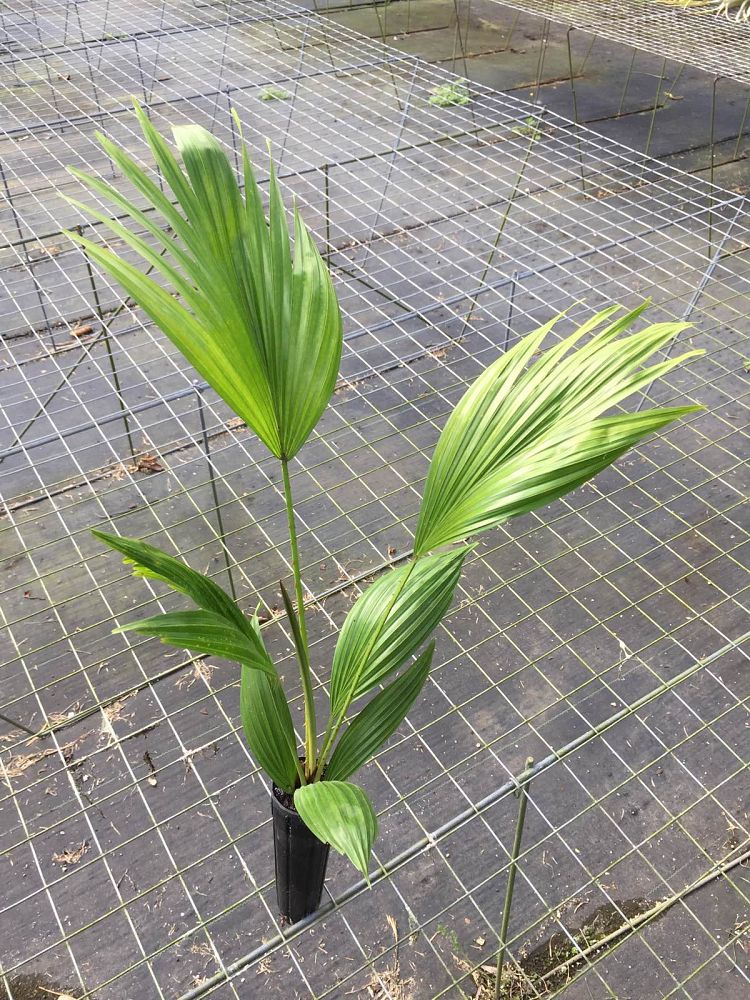 livistona-rotundifolia-roundleaf-fan-palm-serdang-footstool-palm