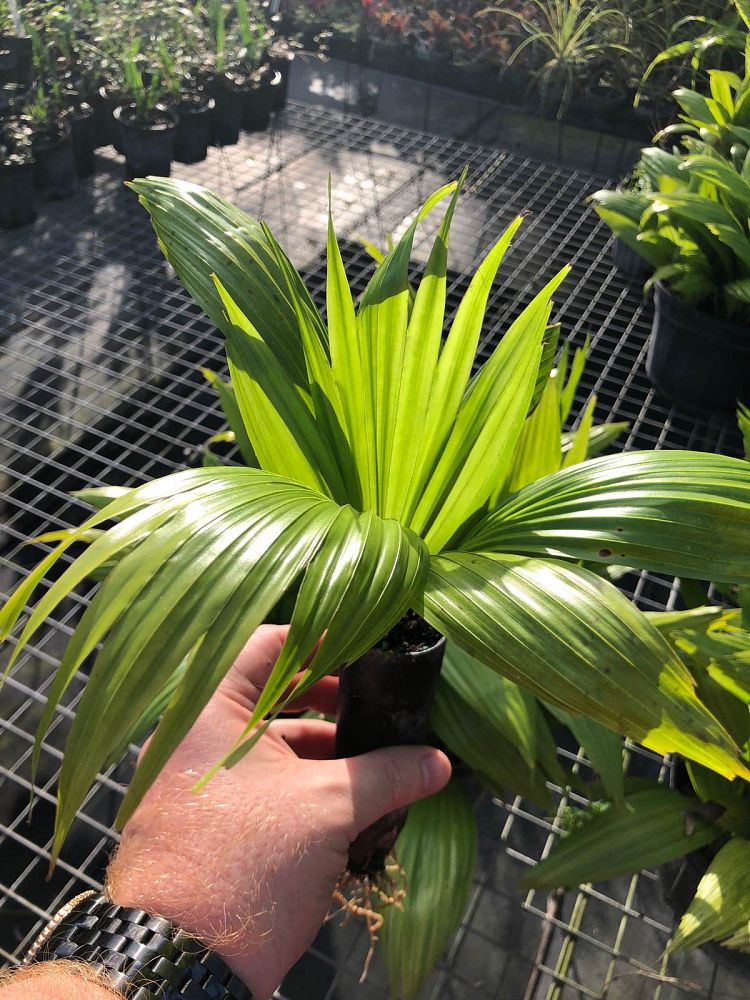 livistona-rotundifolia-roundleaf-fan-palm-serdang-footstool-palm