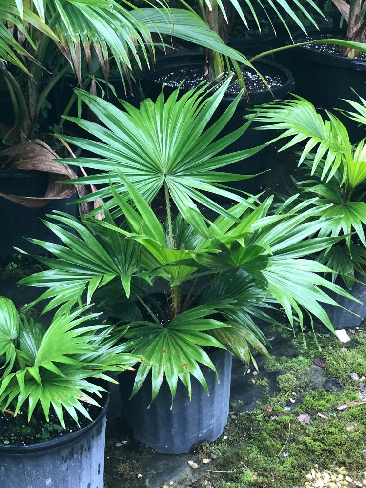 livistona-rotundifolia-roundleaf-fan-palm-serdang-footstool-palm