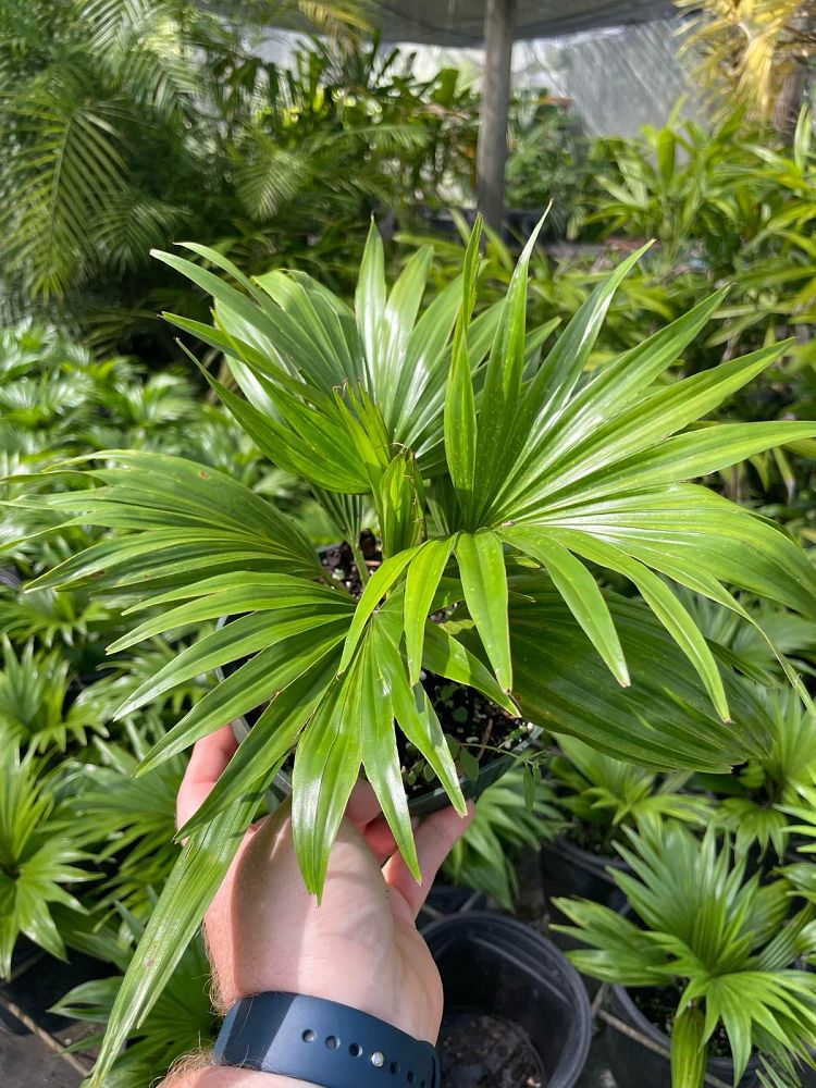 livistona-rotundifolia-roundleaf-fan-palm-serdang-footstool-palm