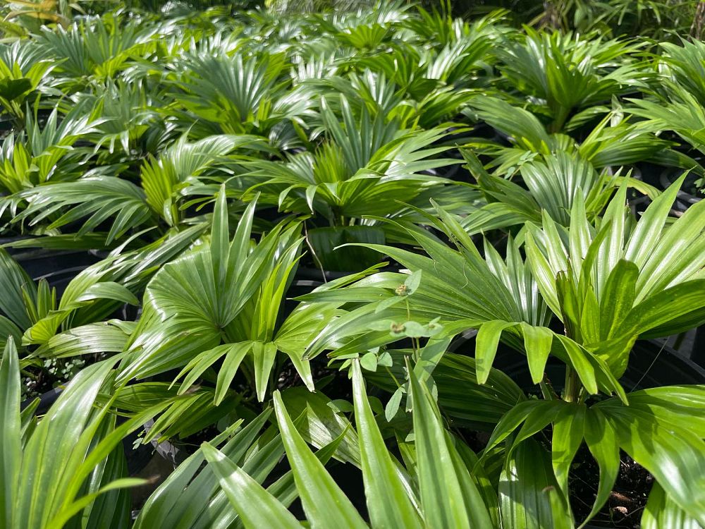livistona-rotundifolia-roundleaf-fan-palm-serdang-footstool-palm