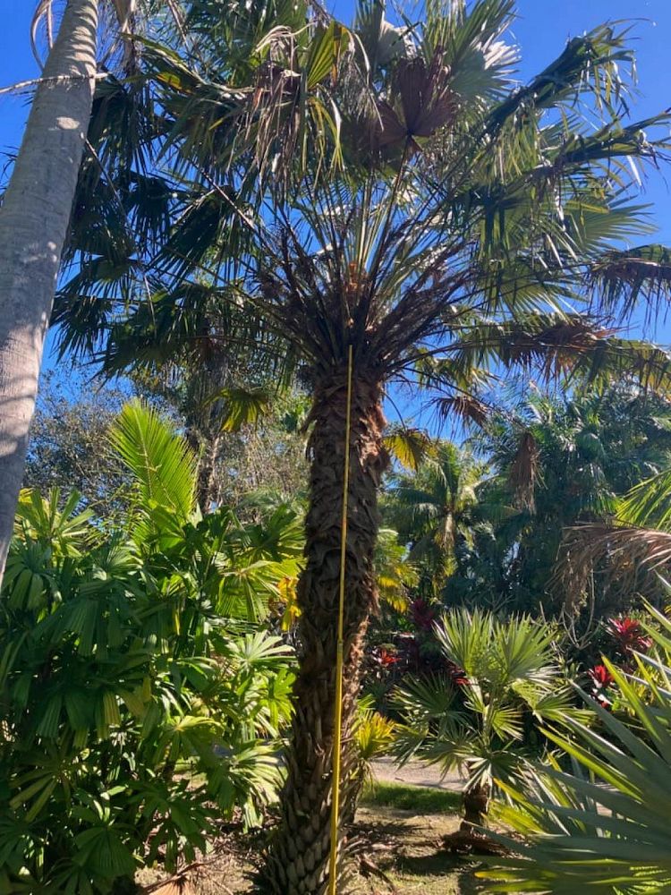 livistona-rotundifolia-roundleaf-fan-palm-serdang-footstool-palm