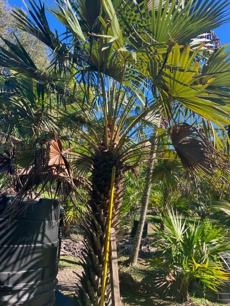 livistona-rotundifolia-roundleaf-fan-palm-serdang-footstool-palm