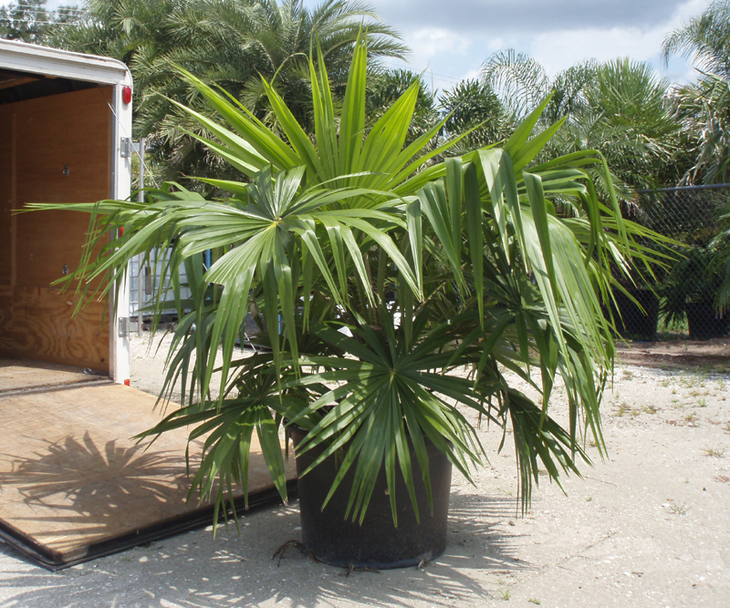 livistona-saribus-taraw-palm