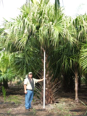 livistona-saribus-taraw-palm