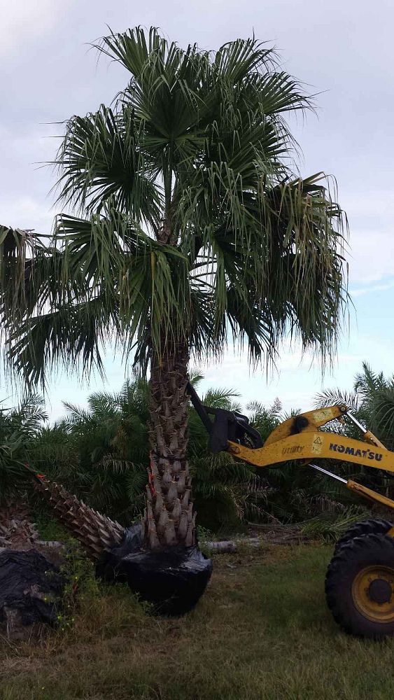 livistona-saribus-taraw-palm
