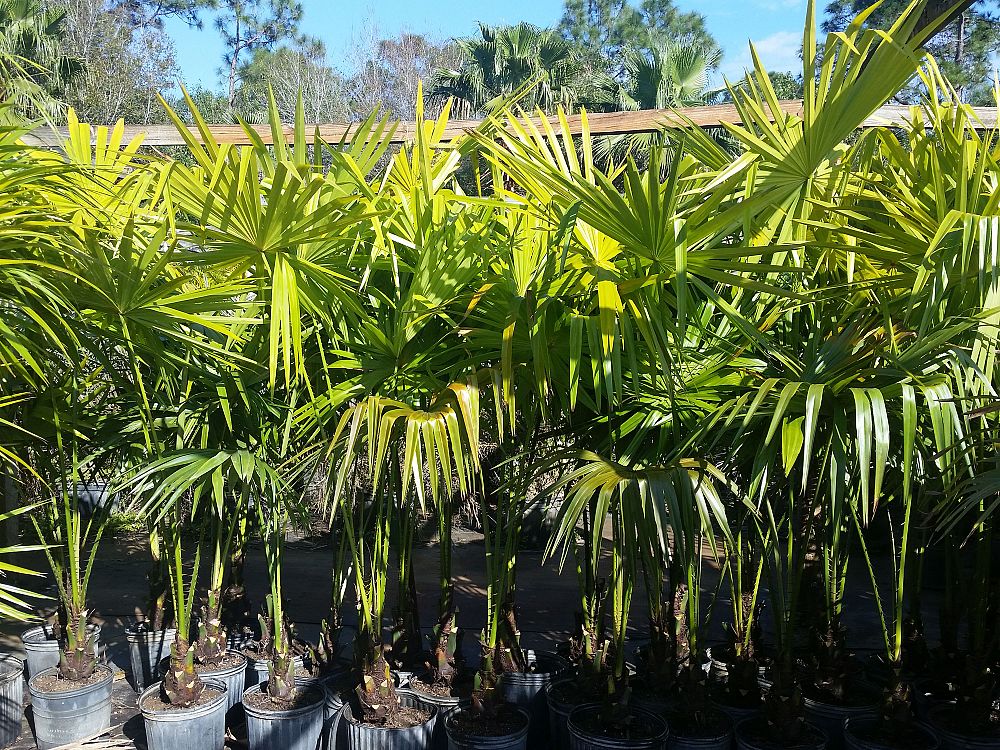 livistona-saribus-taraw-palm