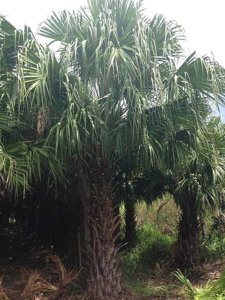 livistona-saribus-taraw-palm