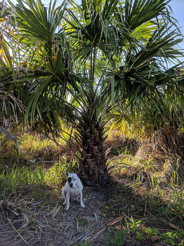 livistona-saribus-taraw-palm
