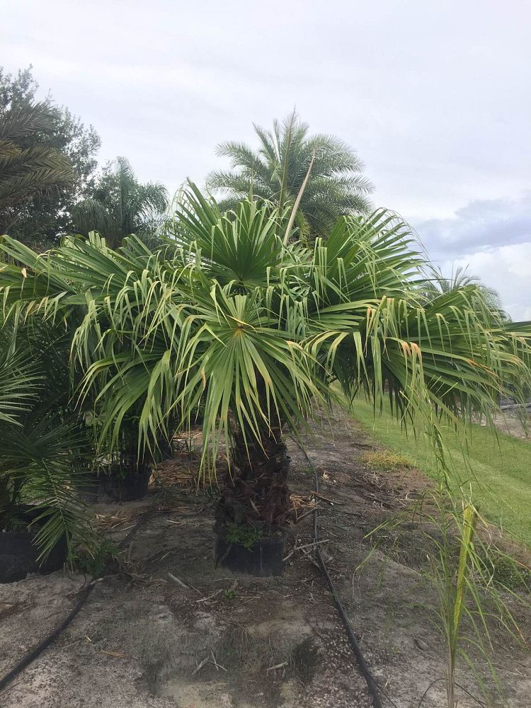 livistona-saribus-taraw-palm