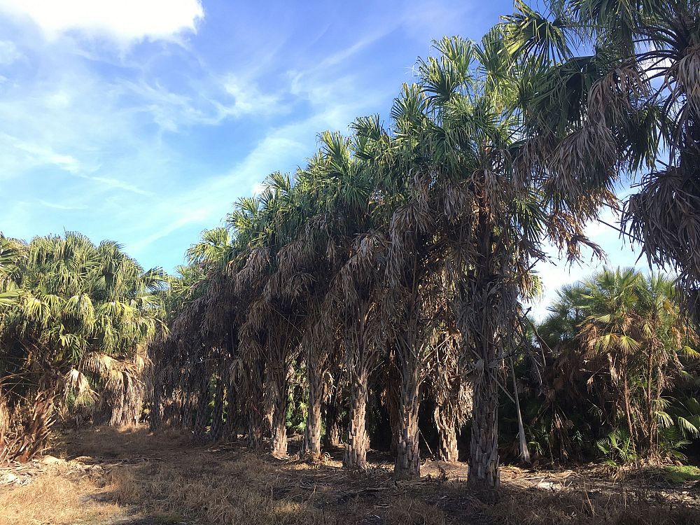 livistona-saribus-taraw-palm