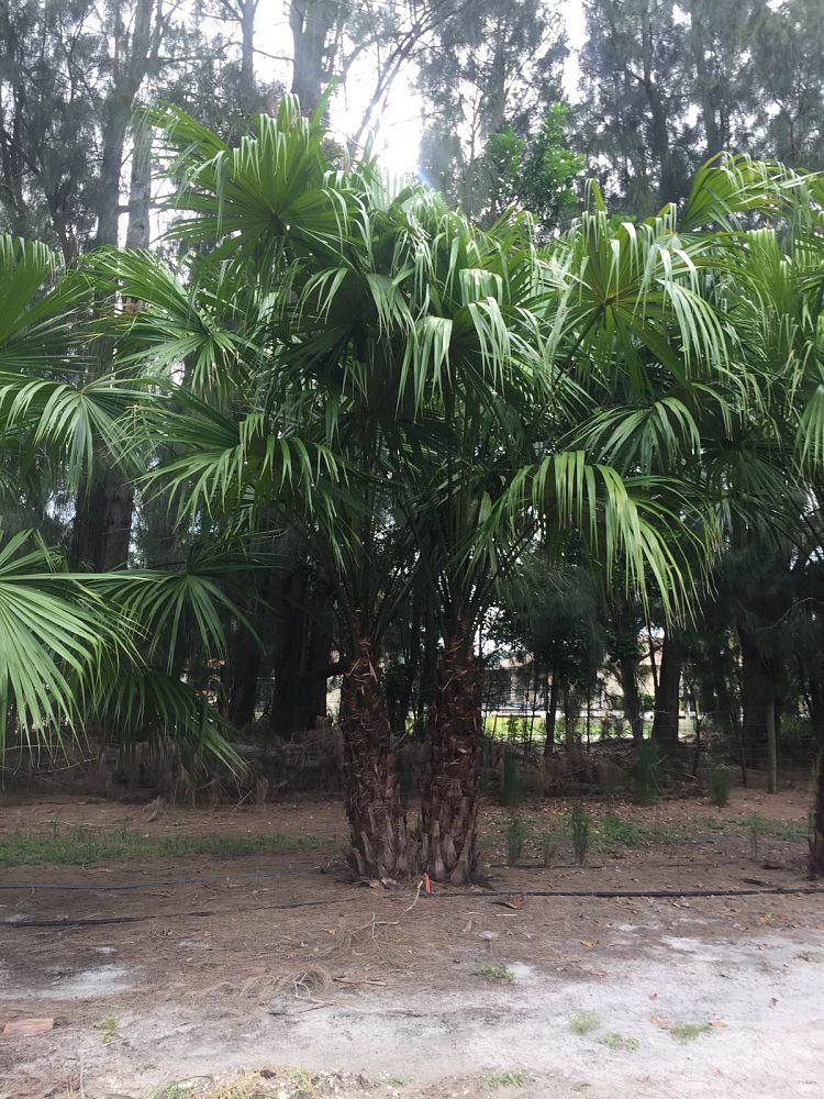 livistona-saribus-taraw-palm