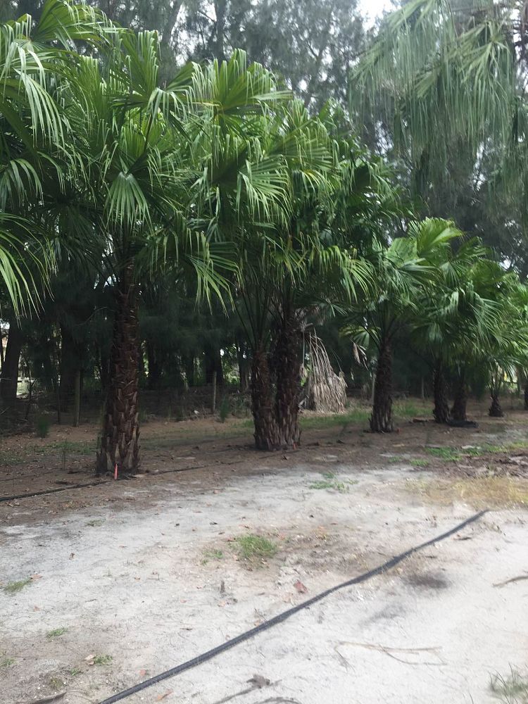 livistona-saribus-taraw-palm