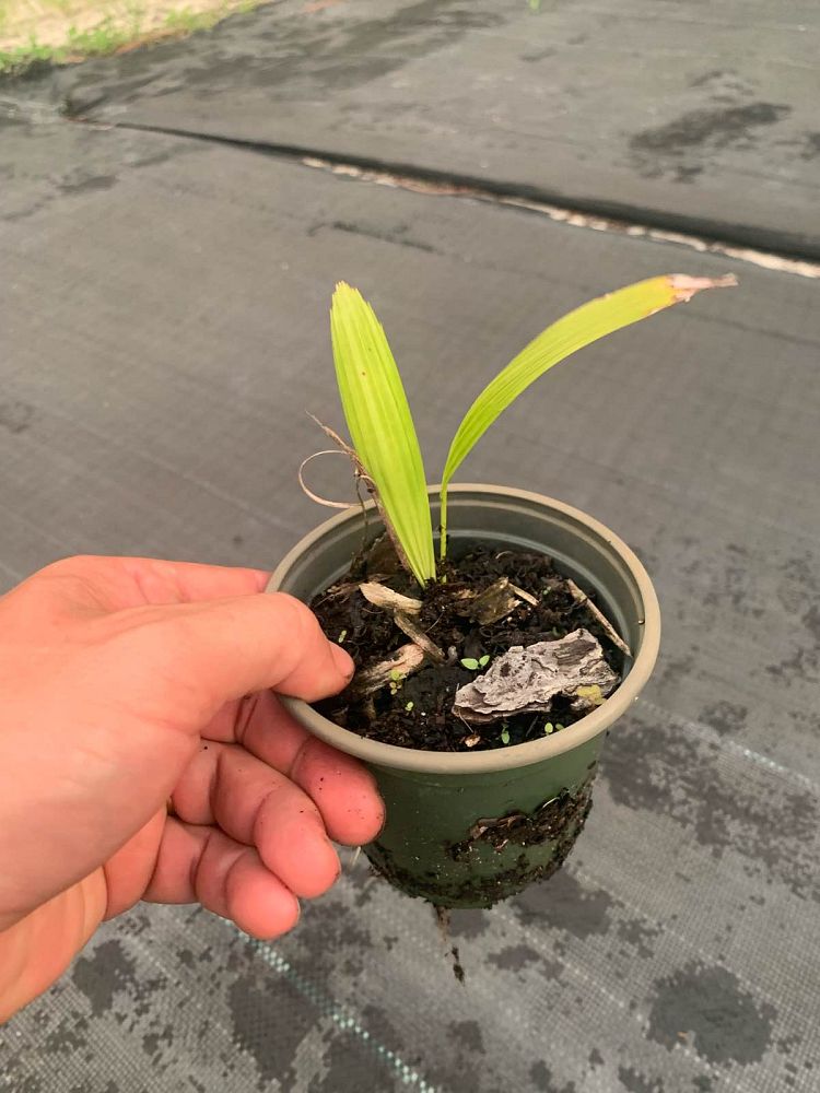 livistona-saribus-taraw-palm