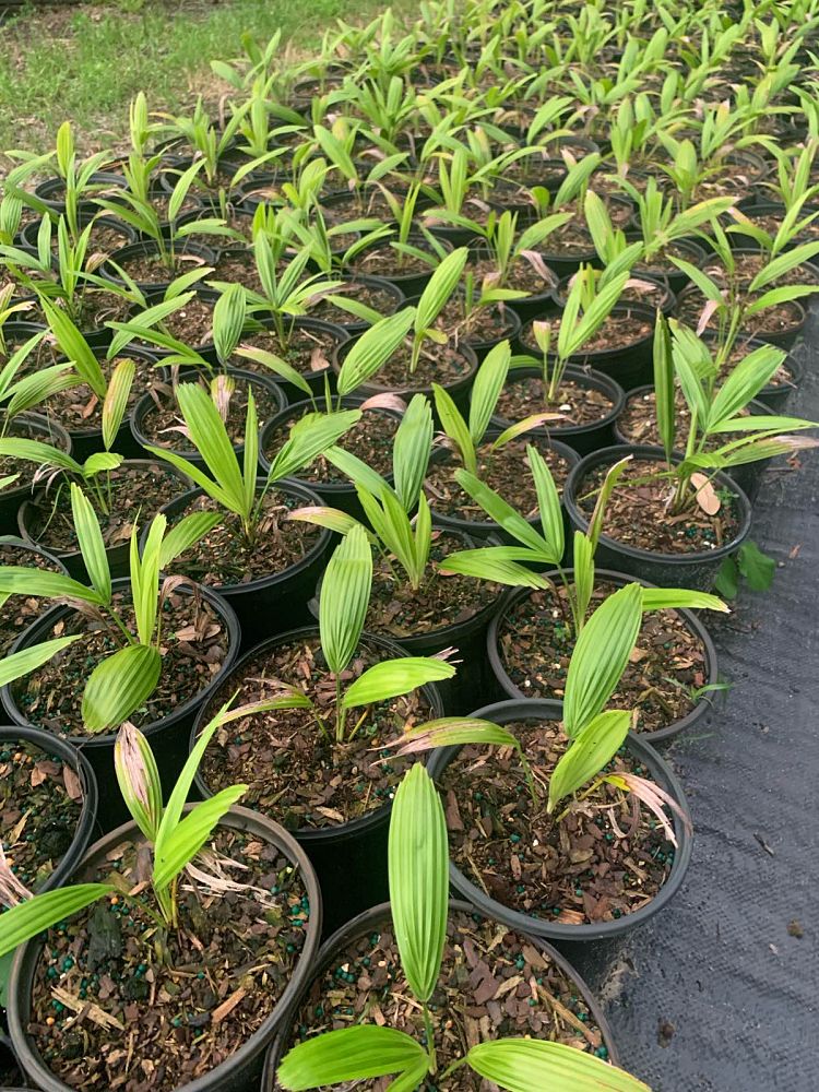 livistona-saribus-taraw-palm