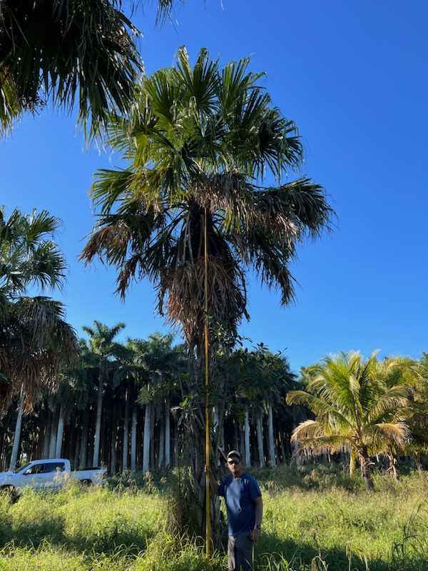 livistona-saribus-taraw-palm