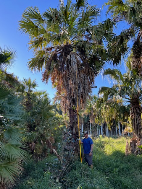 livistona-saribus-taraw-palm