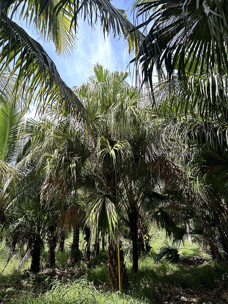 livistona-saribus-taraw-palm