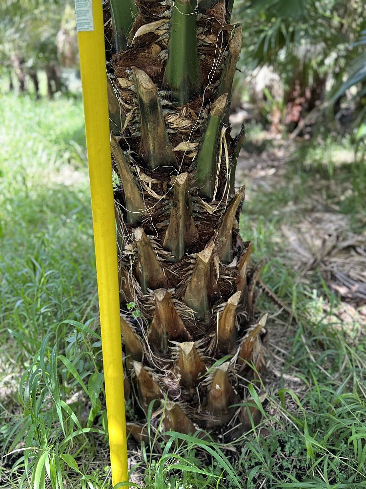 livistona-saribus-taraw-palm