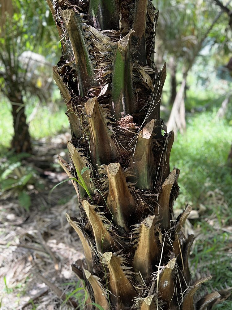 livistona-saribus-taraw-palm