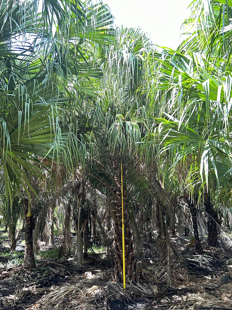 livistona-saribus-taraw-palm