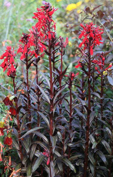 lobelia-cardinalis-black-truffle-cardinal-flower